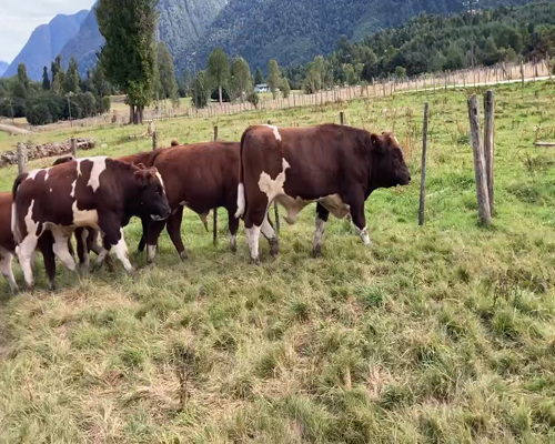 Lote 15 Ternero en Cisnes, XI Región Aysén