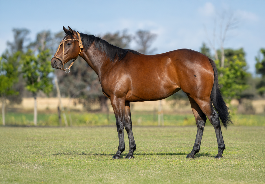 Lote DON ERCOLE AUSSIE