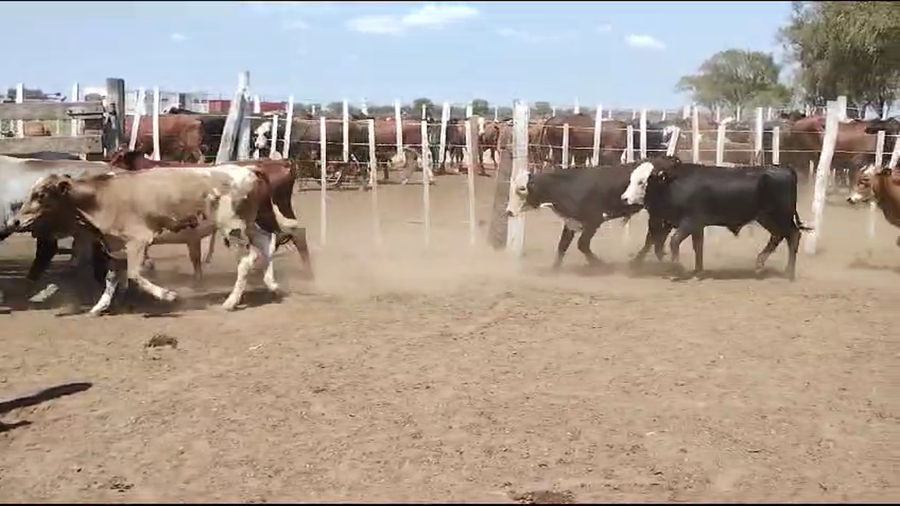 Lote 110 Terneros en Quimilí, Santiago del Estero