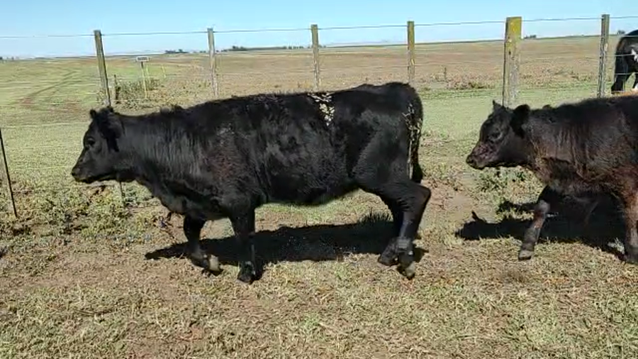 Lote 50 TERNERAS EN CORONEL SUAREZ