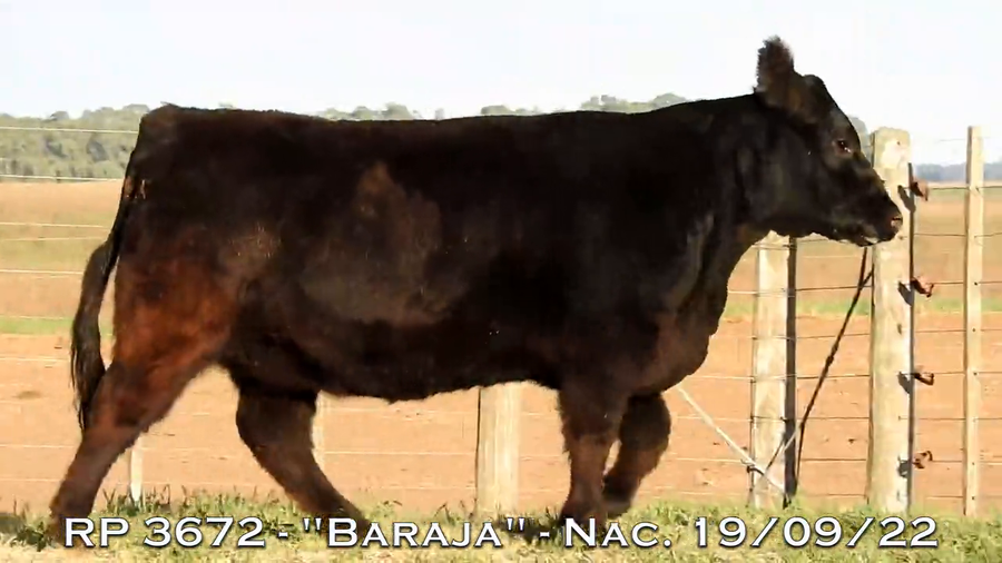 Lote VAQUILLONAS  P.P.