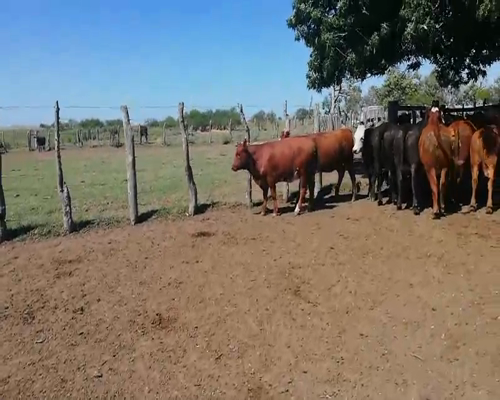 Lote 55 Terneras en Federal, Entre Ríos