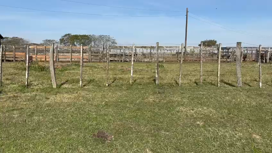 Lote 75 Terneras en Corrientes, Santo Tomé