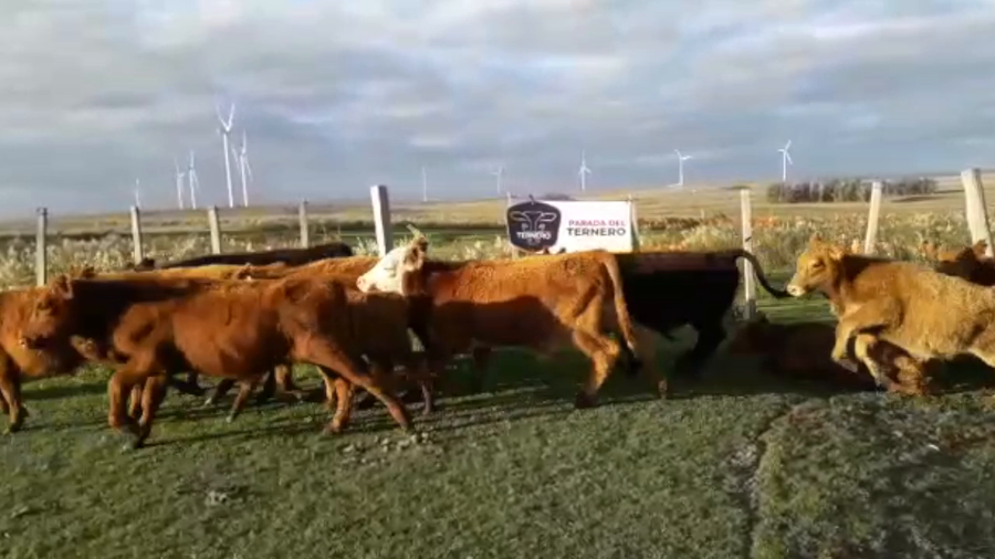 Lote 20 Terneros Cruza Carnicera a remate en PARADA DEL TERNERO 128kg -  en Parada fariña