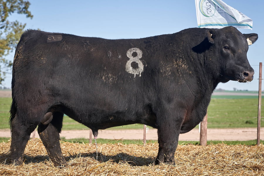 Lote "TRES MOLINOS" TOROS P.C