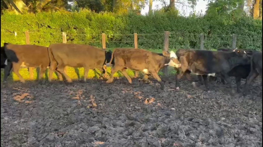 Lote VAQUILLONAS 1-2 AÑOS