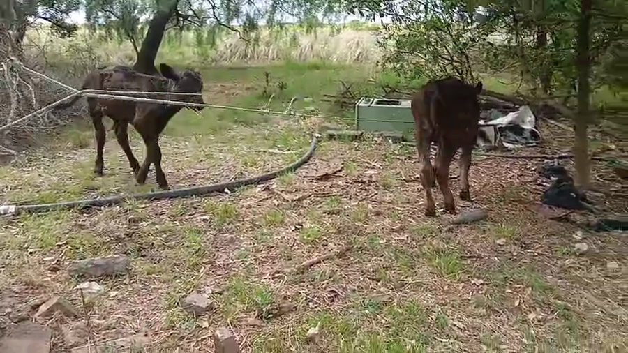 Lote 2 Terneros 100kg - , San José