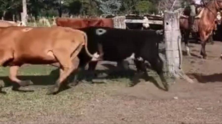 Lote 120 Vacas nuevas Preñadas