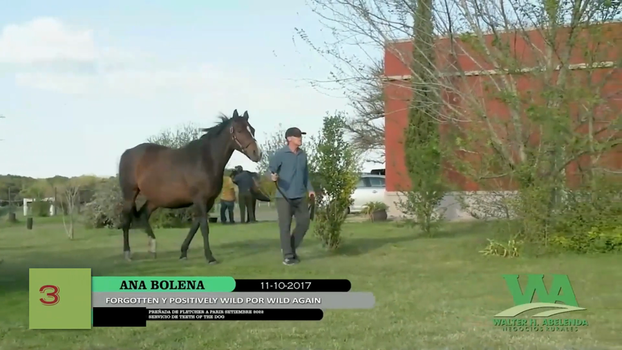 Lote ANA BOLENA