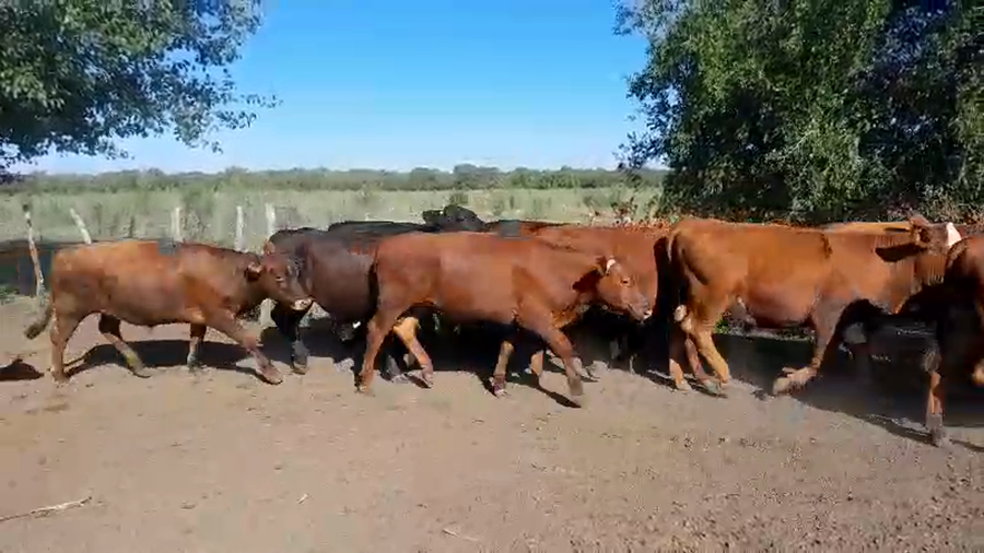 Lote 70 Novillitos en Sauce de Luna, Entre Ríos