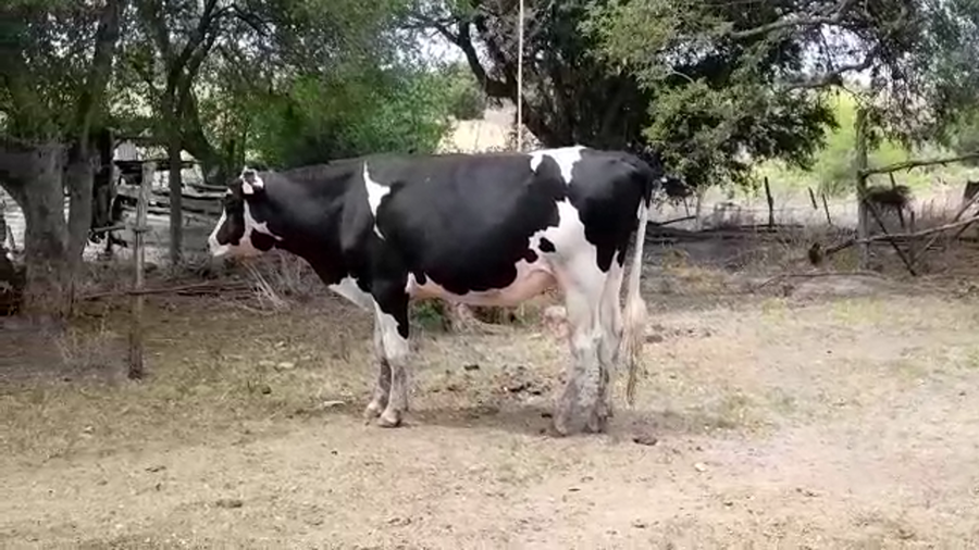 Lote 1 Toro de industria