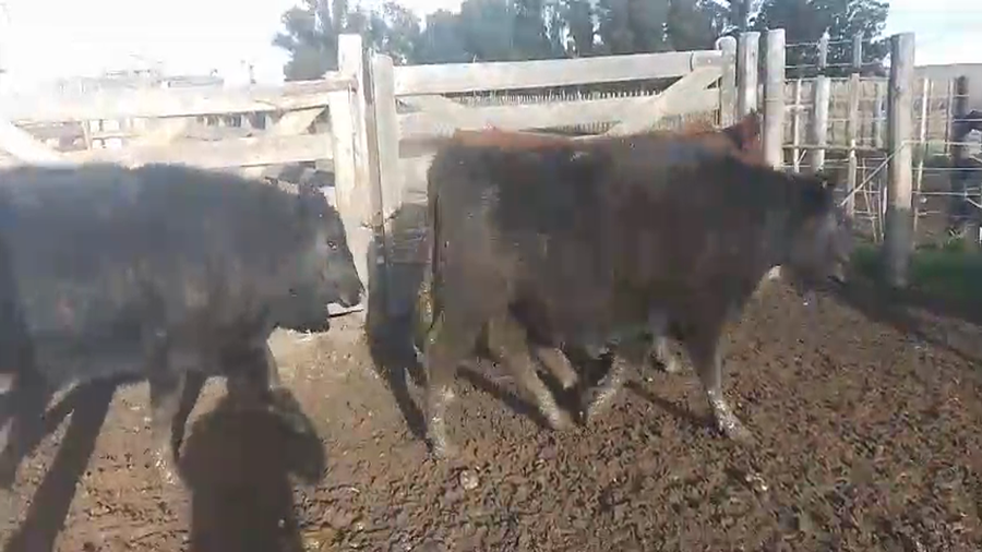 Lote 54 Novillos