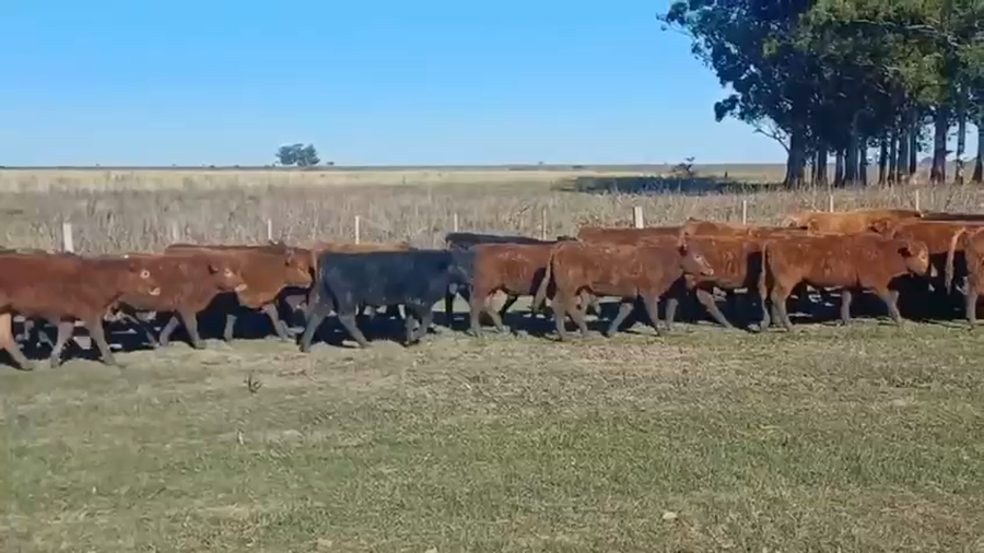 Lote 70 Terneros