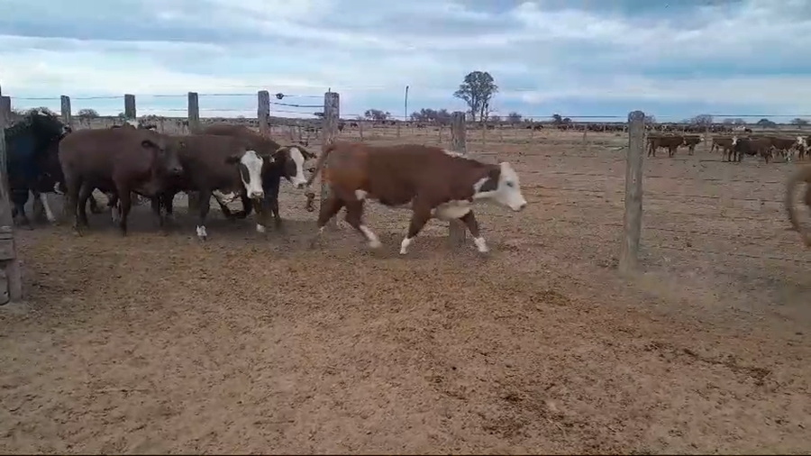 Lote 32 Vaquillonas Braford y sus cruzas en Villa Saralegui, Santa Fe