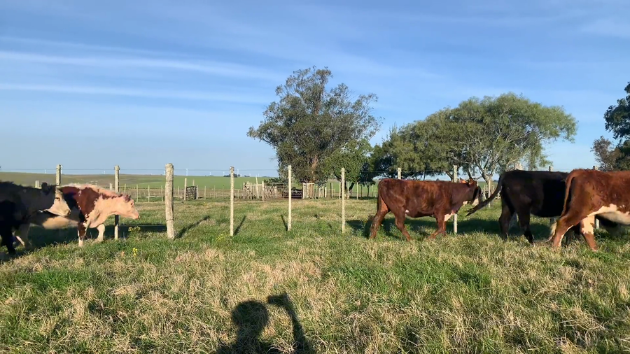Lote 85 Vientres Preñados