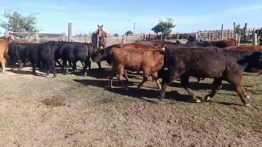 Lote 26 Terneros/as