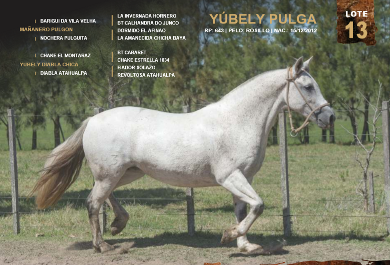Lote YÚBELY PULGA