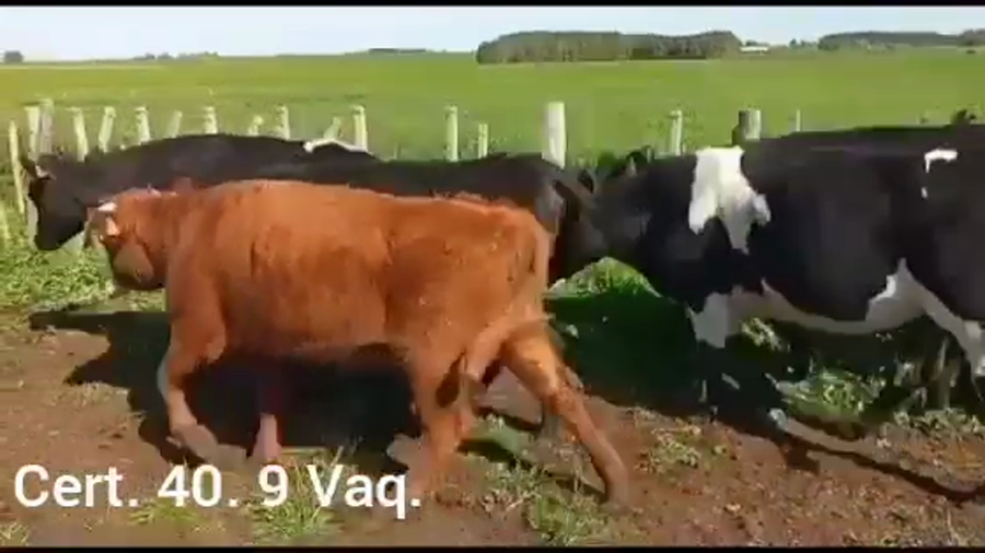 Lote VAQUILLONAS DE 1 A 2 AÑOS