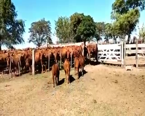 Lote 21 Terneras en Canals, Córdoba