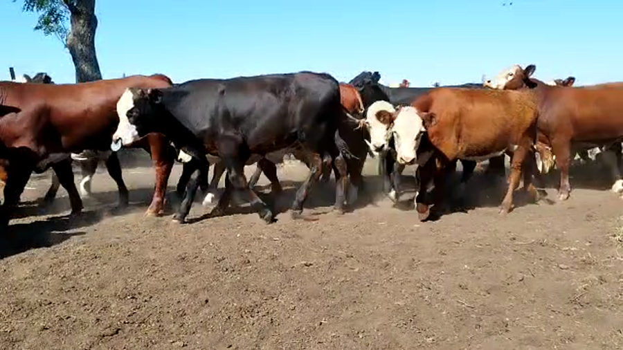 Lote 120 Terneros/as en Maciá, Entre Ríos