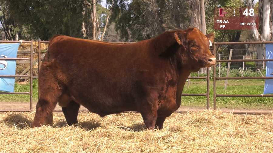 Lote TOROS ANGUS  PP