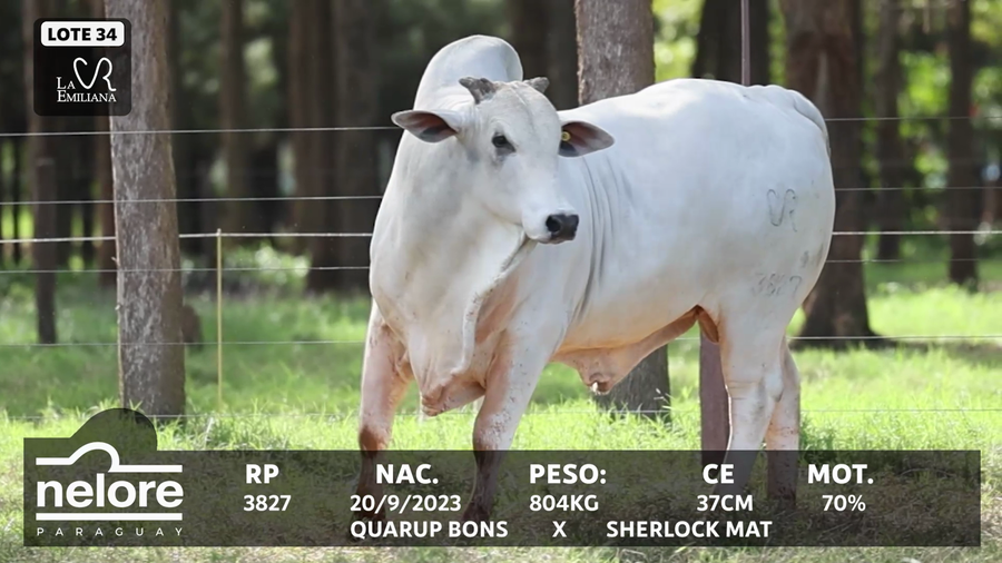Lote LOTE 34