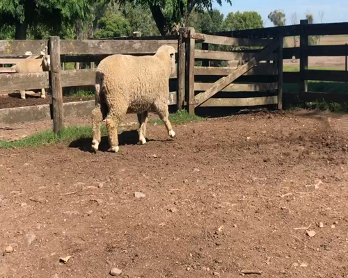 Lote 1 Borregos Planteleros en Cerro Largo, Cerro Largo