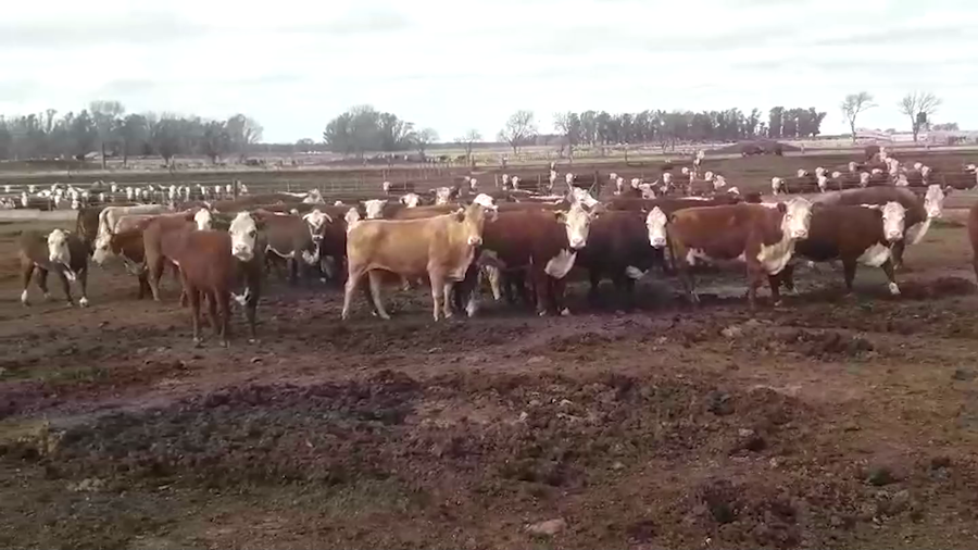 Lote 35 VACAS UE + CHINA