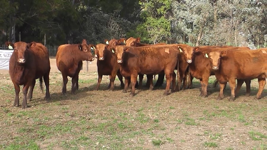 Lote VAQUILLONAS MAS PREÑADAS