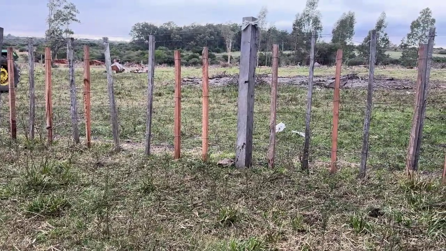 Lote NOVILLOS 2 A 3 AÑOS