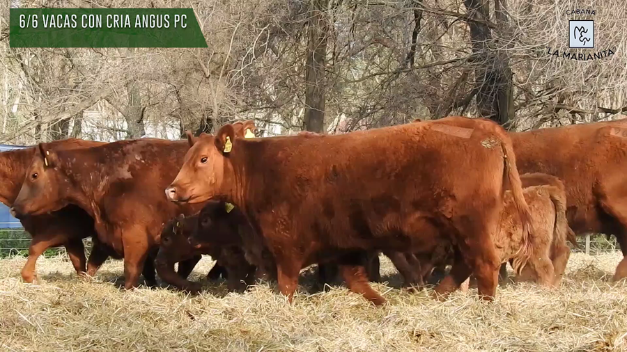 Lote "Cabaña ""La Marianita"" Vacas 1ra paricion otoño pc con servicio"
