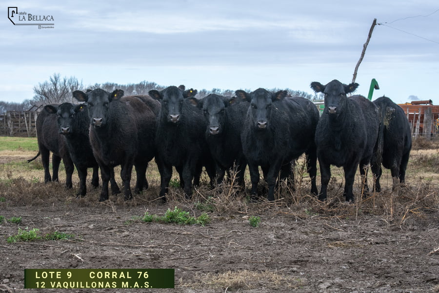 Lote VAQUILLONA M.A.S.