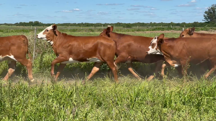 Lote 64 Vaquillonas en Corrientes, Goya