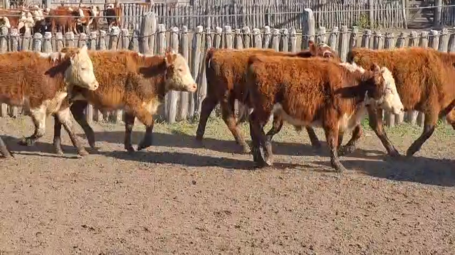 Lote 60 Terneros en Concordia - Entre Rios