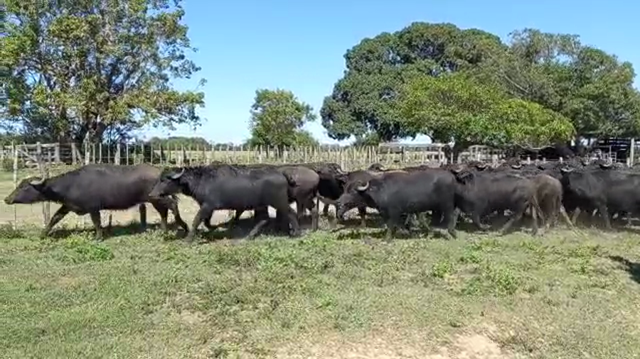 Lote 40 BUBILLAS PARA SERVICIO