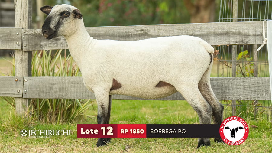 Lote LOTE 12