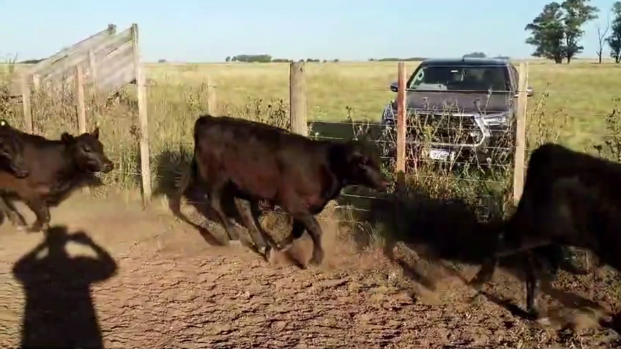 Lote 74 TERNS. HEMBRAS, GRAL. LAMADRID, BS. AS.