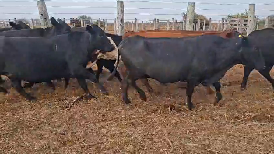 Lote 29 Vacas CUT preñadas