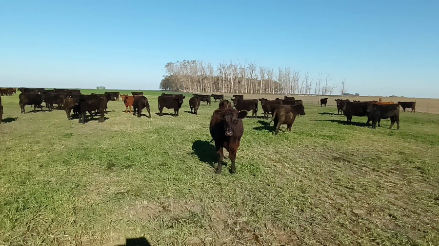 Lote 65 Terneros/as en Ayacucho, Buenos Aires