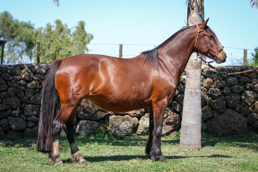 Lote Noche de las Misiones