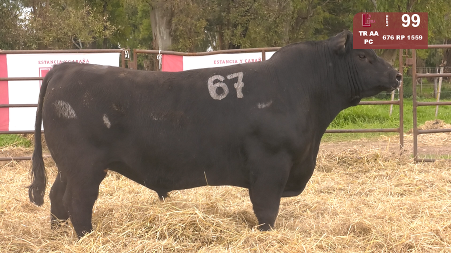 Lote TOROS ANGUS NEGROS  PC