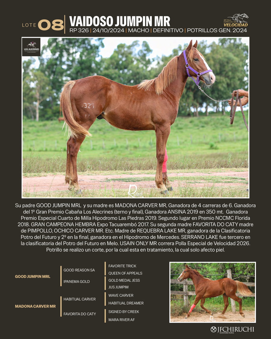 Lote VAIDOSO JUMPIN MR
