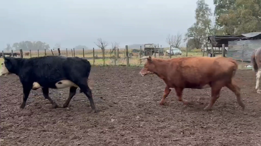 Lote 32 Vacas preñadas