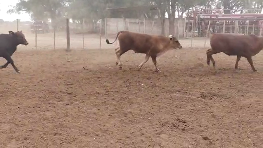 Lote 110 Terneros en Quimilí, Santiago del Estero