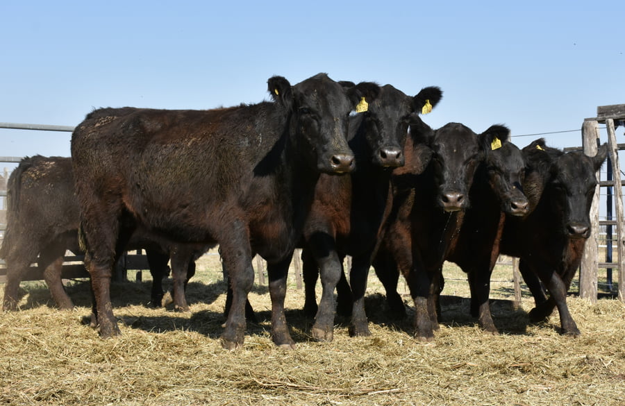 Lote HEMBRAS PURAS CONTROLADAS(NEGRA)(Corral 63)