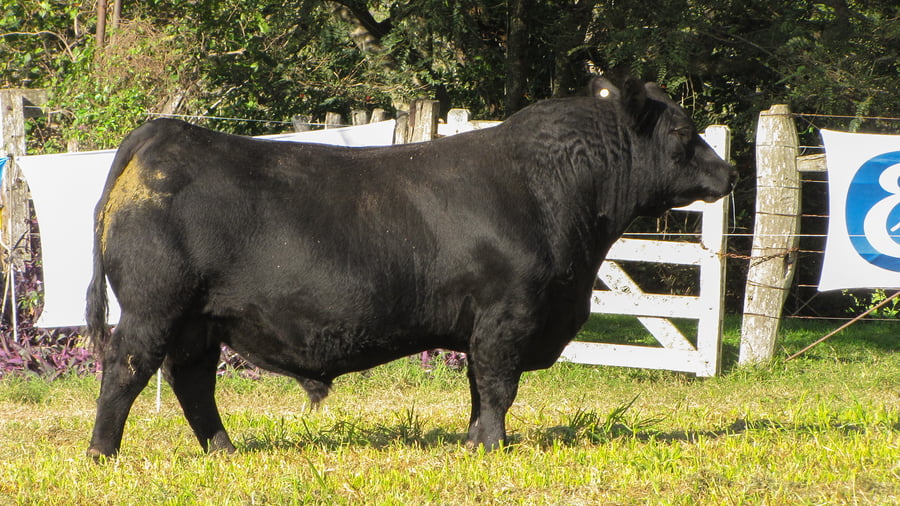 Lote CABAÑA COEMBOTÁ: RP 613