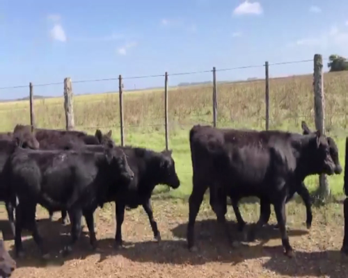 Lote 60 TERNS. MACHOS, EN CASTELLI, PCIA. DE BS.AS.