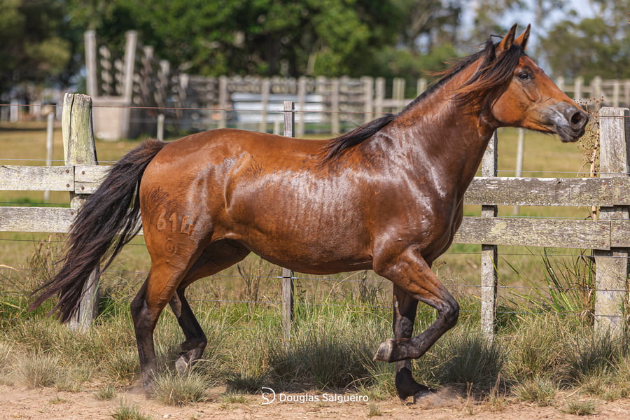 Lote DIVA614 DE LACASILLA