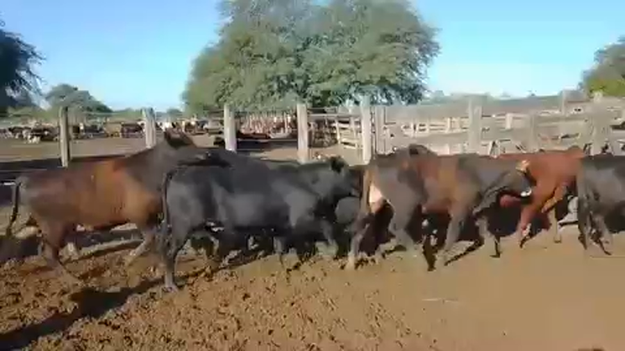 Lote 65 Novillitos en Las Lomitas, Formosa