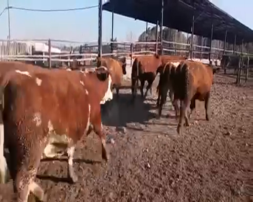 Lote 23 Vaquilla Gorda en María Pinto, Región Metropolitana